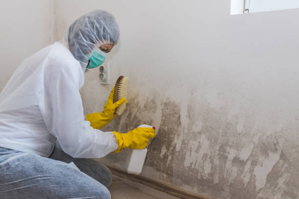 Tangelo Park, FL Mold Remediation Company