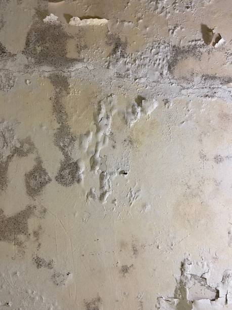 Best Bathroom Mold Remediation in Tangelo Park, FL